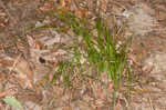 Slender woodland sedge